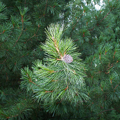 Деревья (крупномер), кедр сибирский, ПРЕМИУМ, 580-620 см.
